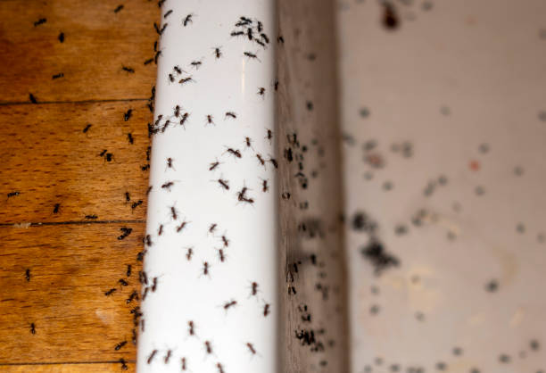 Best Termite Control Services  in Embreeville, TN