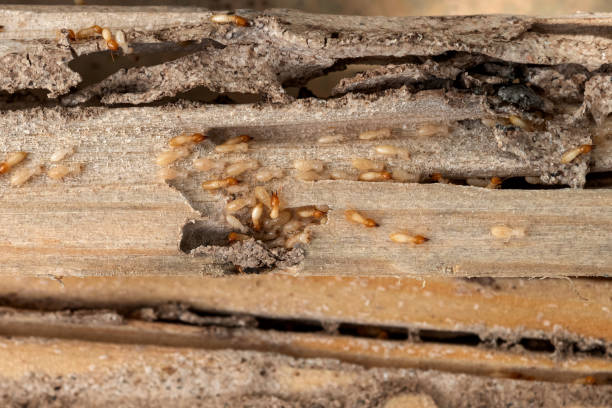 Spider Control Near Me in Embreeville, TN