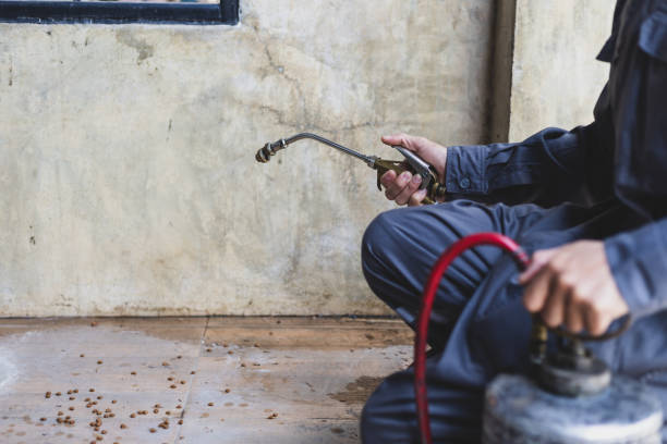 Best Rat Extermination Near Me  in Embreeville, TN